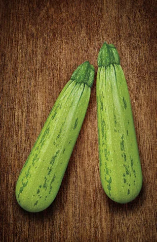 Dá para Cultivar Abobrinha com Pouca Luz? passo a passo