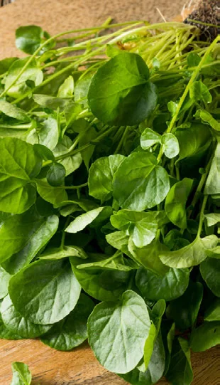 Como Transplantar Agrião Sem Errar passo a passo