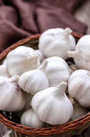 Dá para Cultivar Alho com Pouca Luz? passo a passo
