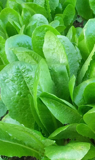 Almeirão em Garrafa Pet: Como Plantar em Casa passo a passo