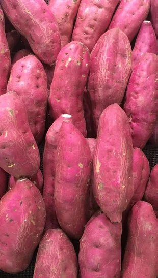 Dá para Cultivar Batata-doce com Pouca Luz? passo a passo