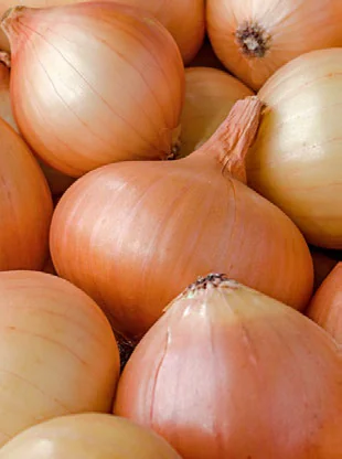 Dá para Cultivar Cebola com Pouca Luz? passo a passo