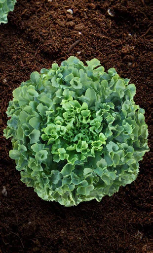 Dá para Cultivar Chicória com Pouca Luz? passo a passo