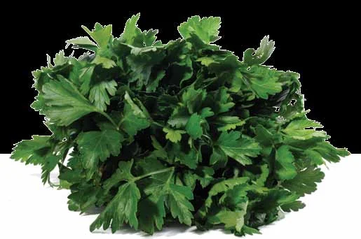 Dá para Cultivar Coentro com Pouca Luz? passo a passo