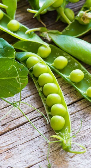 Dá para Cultivar Ervilha com Pouca Luz? passo a passo