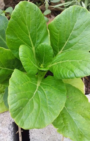 Dá para Cultivar Mostarda com Pouca Luz? passo a passo