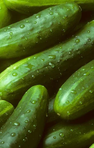 Dá para Cultivar Pepino com Pouca Luz? passo a passo