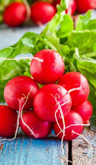 Rabanete na Sacada: Como Plantar e Cuidar passo a passo
