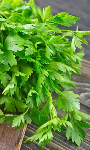 Adubo Caseiro para Salsa: Receitas Naturais passo a passo